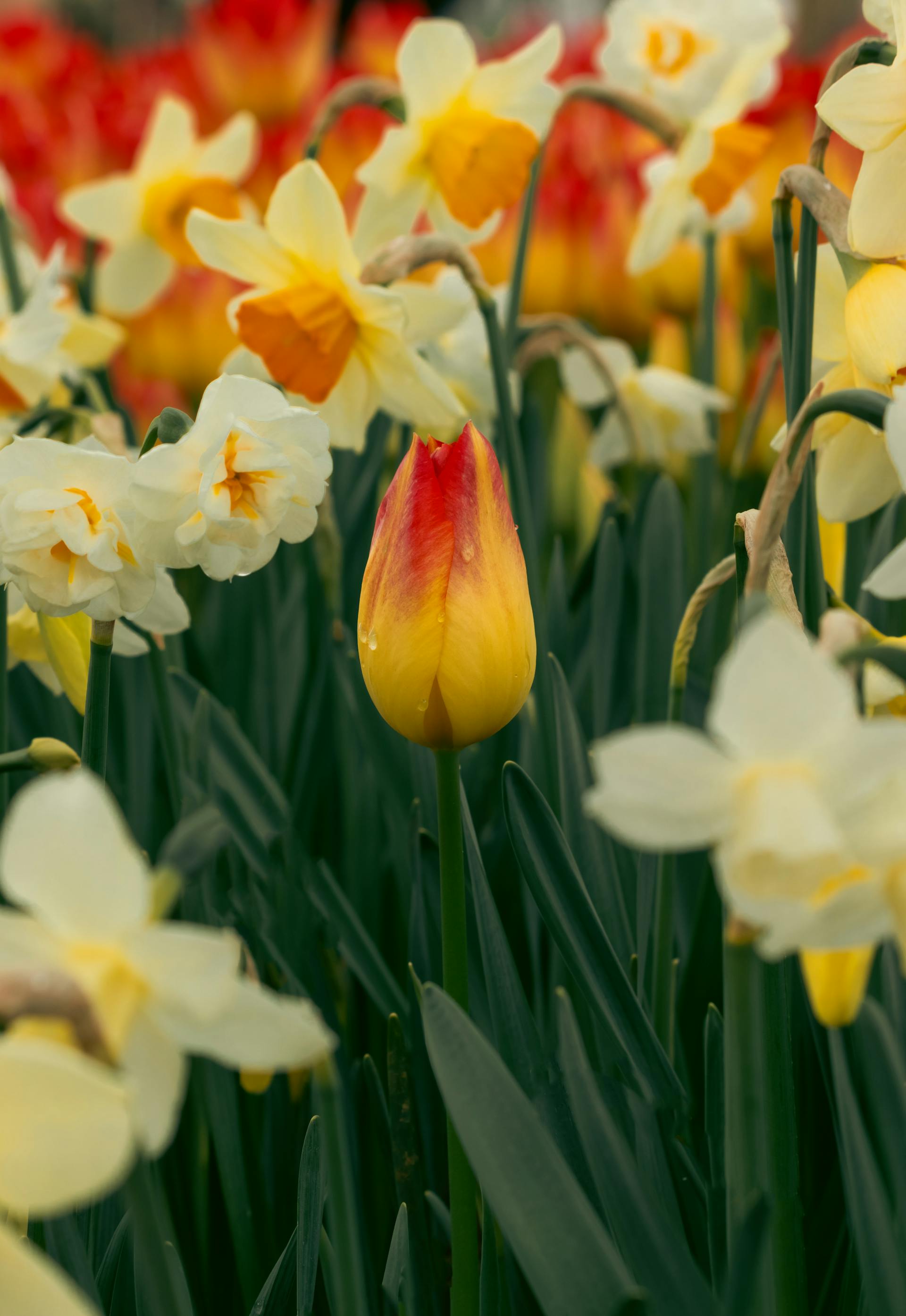 Tavaszi virágcsomag – Tulipán és nárcisz